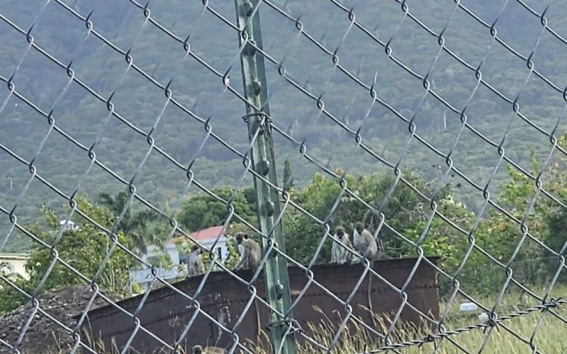 Urgent Call Made to Protect the Growing of Food in Nevis from The Monkeys