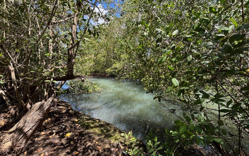 NHCS Meets with IUCN Representatives to Discuss Mangrove Conservation in Nevis