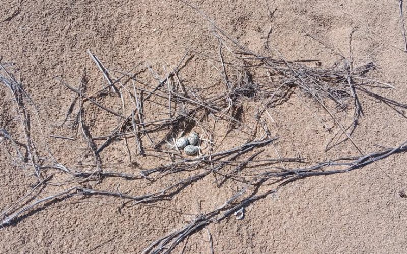 Sea Turtle Monitoring Network Urges Public to Protect Nesting Areas During Critical Season
