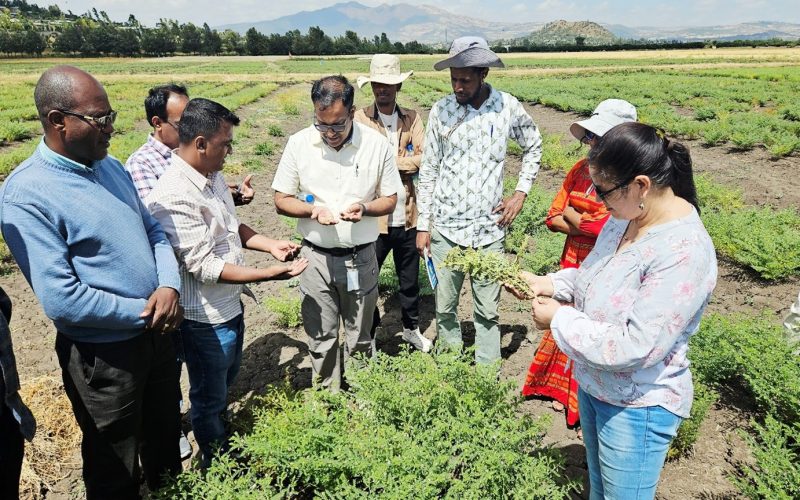 Plant Health for Food Security: ICRISAT’s Integrated Approach to Grain Legume Disease Management