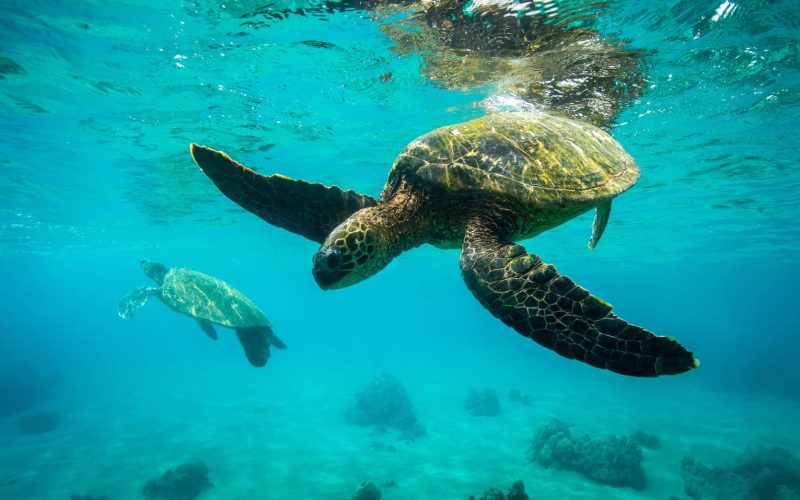 Four  Seasons  Resort Nevis and The Sea Turtle Conservacy Celebrate  20 Years of Sea Turtle  Conservation